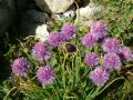 Allium schoenoprasum